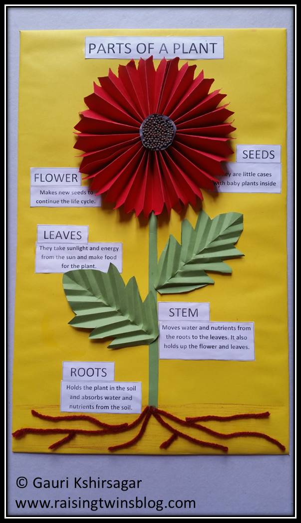 Flower Parts And Functions Chart